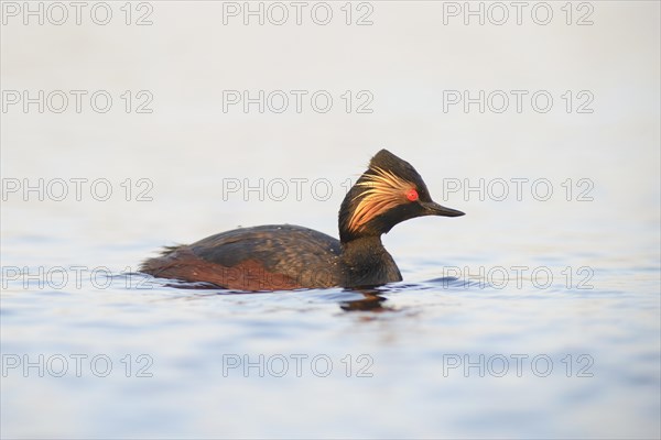 Black-necked Grebe (Podiceps nigricollis)