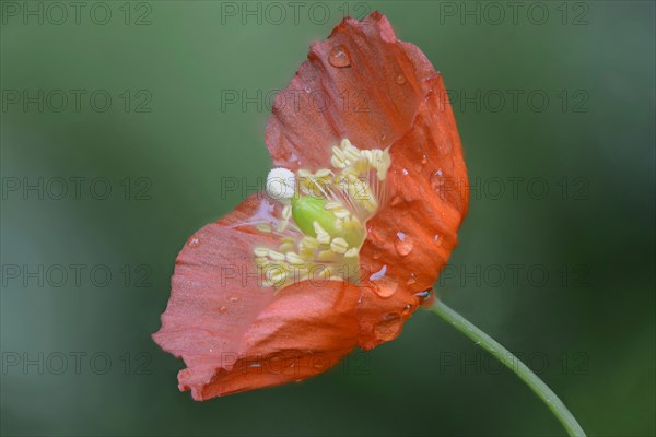 Forest Poppy (Meconopsis cambrica)