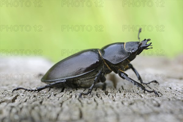 Stag Beetle (Lucanus cervus)