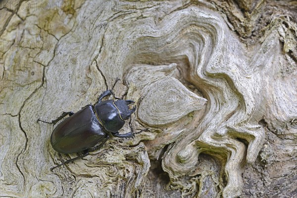 Stag Beetle (Lucanus cervus)