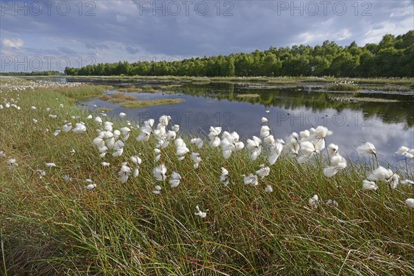 Wetland regeneration area with Common Cottongrass or Common Cottonsedge (Eriophorum angustifolium)