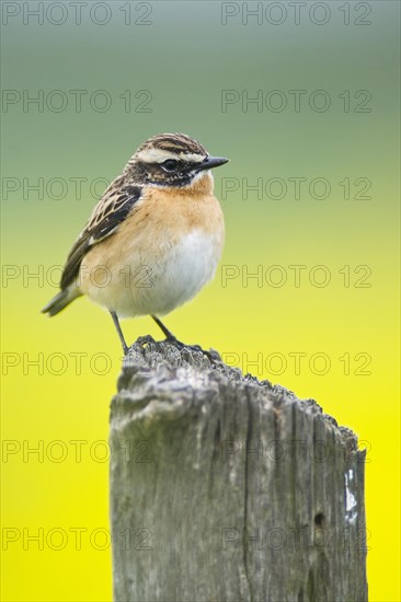 Stonechat (Saxicola torquata)