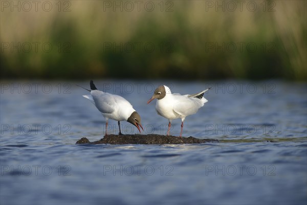 Two Black-headed Gulls (Larus ridibundus)