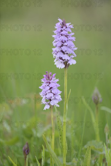 Heath Spotted Orchid or Moorland Spotted Orchid (Dactylorhiza maculata)