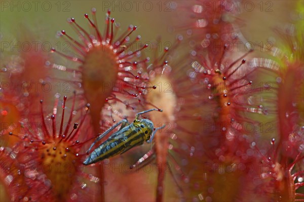 Oblong-leaved Sundew or Spoonleaf Sundew (Drosera intermedia) with a grasshopper larva