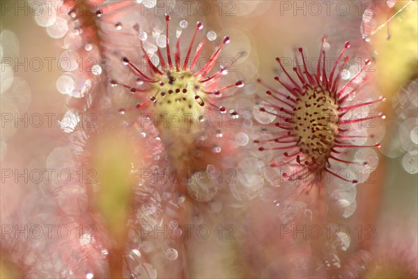 Oblong-leaved Sundew or Spoonleaf Sundew (Drosera intermedia)