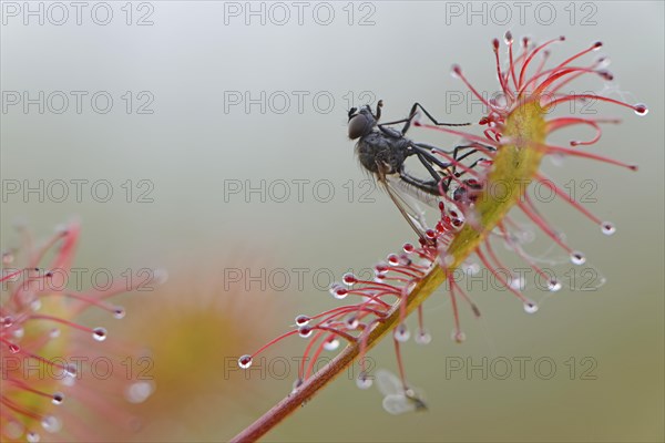 Oblong-leaved Sundew or Spoonleaf Sundew (Drosera intermedia) with a fly