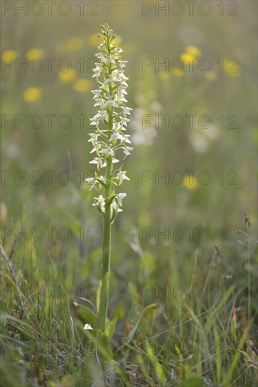 Lesser Butterfly-orchid (Platanthera bifolia)