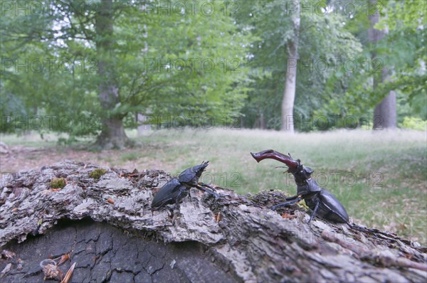Stag Beetles (Lucanus cervus)