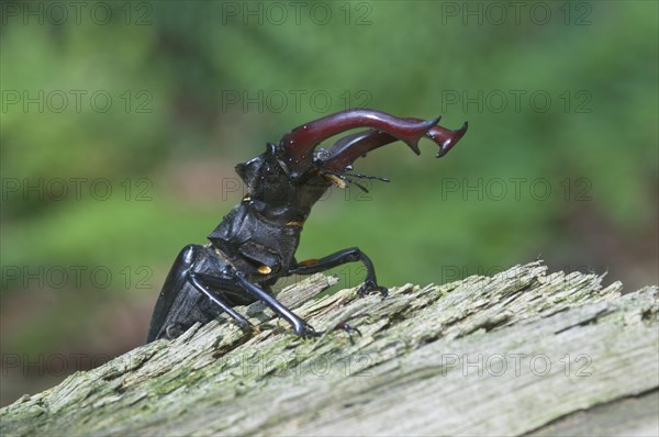 Stag Beetle (Lucanus cervus)