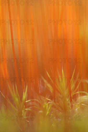 Stems of the sporangia of Bank Haircap Moss (Polytrichum formosum)