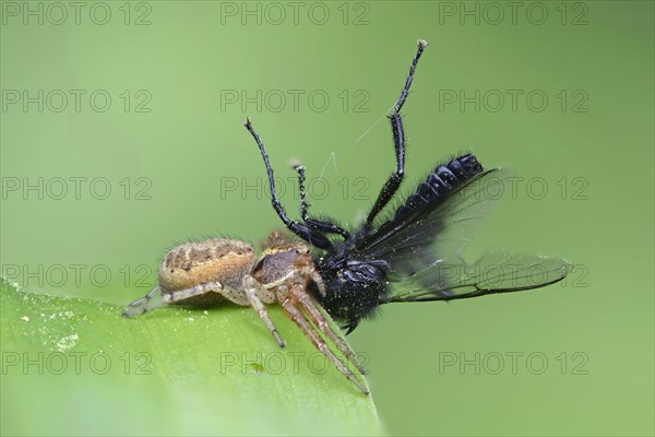 Bush Crab Spider (Xysticus cristatus) with prey