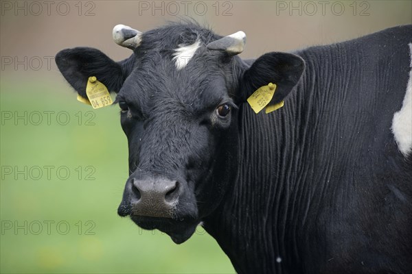 German Black Pied Cattle (Bos primigenius taurus)