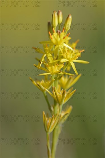 Bog Asphodel (Narthecium ossifragum)