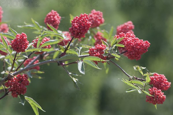 Red Elderberry (Sambucus racemosa)