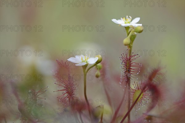 Oblong-leaved Sundew or Spoonleaf Sundew (Drosera intermedia)