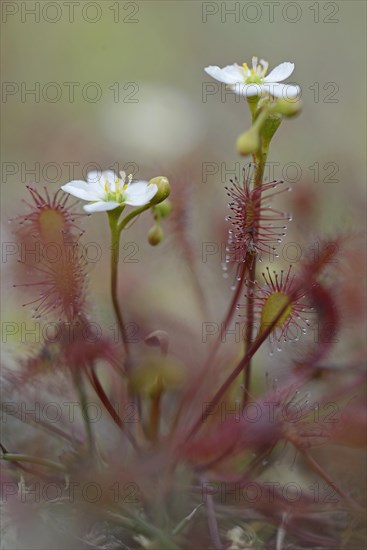 Oblong-leaved Sundew or Spoonleaf Sundew (Drosera intermedia)