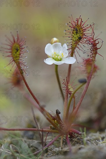 Oblong-leaved Sundew or Spoonleaf Sundew (Drosera intermedia)