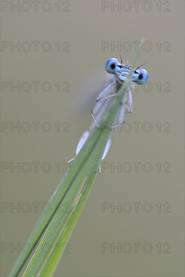 White-legged Damselfly or Blue Featherleg (Platycnemis pennipes)