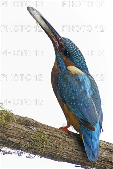 Kingfisher (Alcedo atthis)
