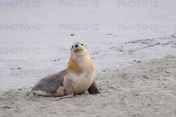 Australian Sea Lion (Neophoca cinerea)