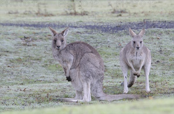 Western Grey Kangaroos or Kangaroo Island Kangaroos (Macropus fuliginosus)