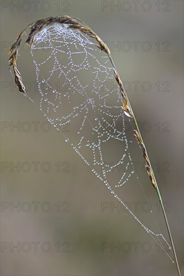 Spider's web on Purple Moor Grass (Molinia caerulea)