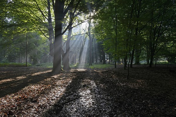 Sun rays in the forest