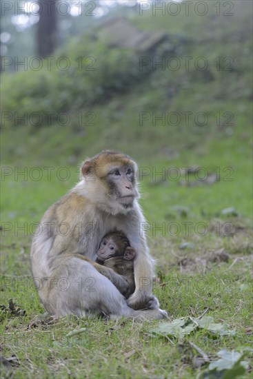 Barbary Macaques (Macaca sylvanus)