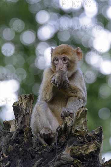 Barbary Macaque (Macaca sylvanus)