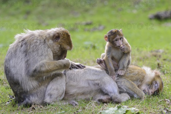 Barbary Macaques (Macaca sylvanus)