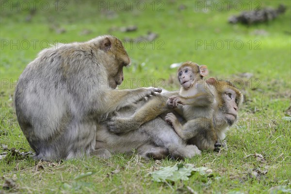 Barbary Macaques (Macaca sylvanus)