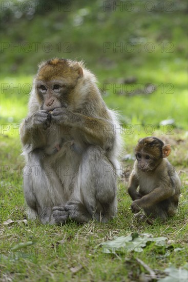 Barbary Macaques (Macaca sylvanus)