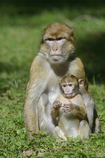 Barbary Macaques (Macaca sylvanus)