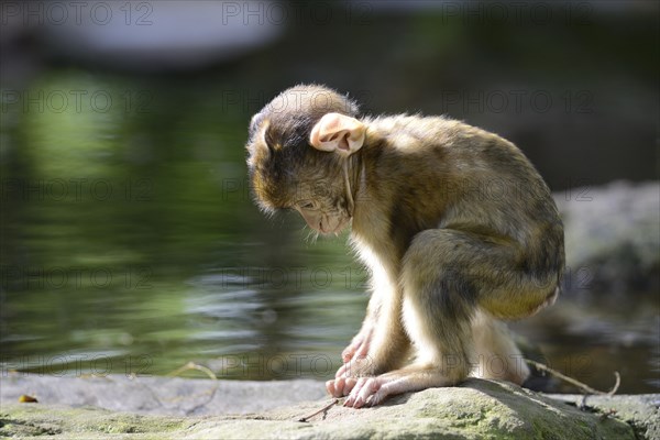 Barbary Macaque (Macaca sylvanus)