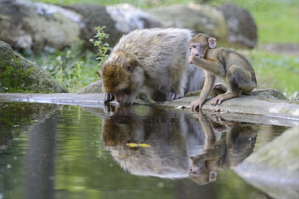 Barbary Macaques (Macaca sylvanus)