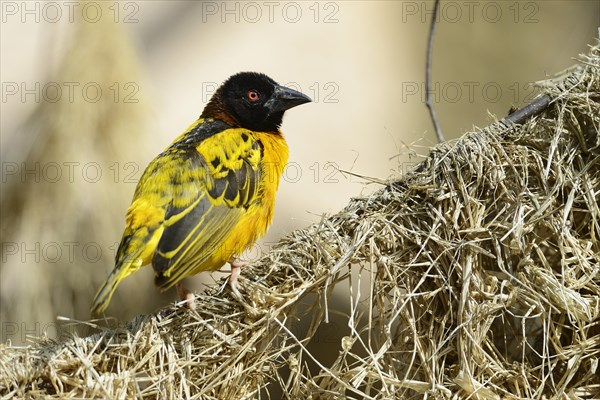 Village Weaver