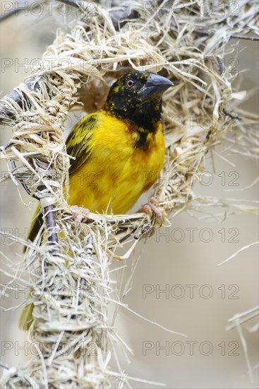 Village Weaver