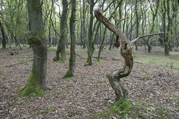 Forest with crooked oaks (Quercus robur)