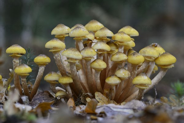 Pholiota aurivella (Pholiota aurivella)