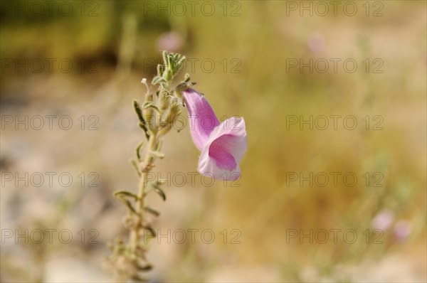 Foxglove (Digitalis purpurea)