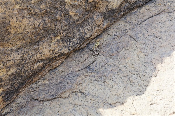 Namibian Rock Agama (Agama planiceps) Tsisab Gorge