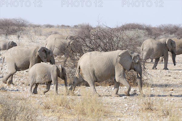A group of African elephants (Loxodonta africana) with a calf