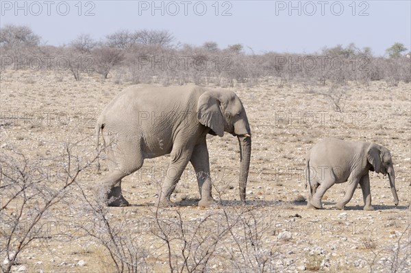 African Elephant (Loxodonta africana) with a calf