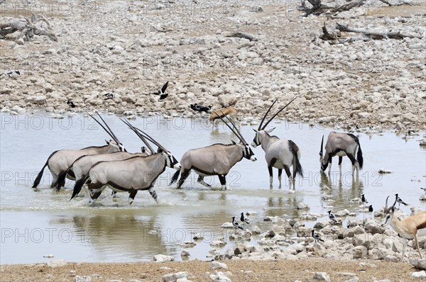 Gemsboks (Oryx gazella) at a waterhole