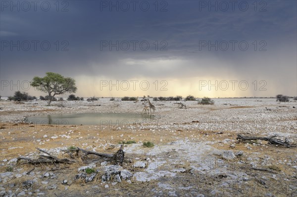 Giraffes (Giraffa camelopardalis) drinking at a waterhole with storm clouds in the back