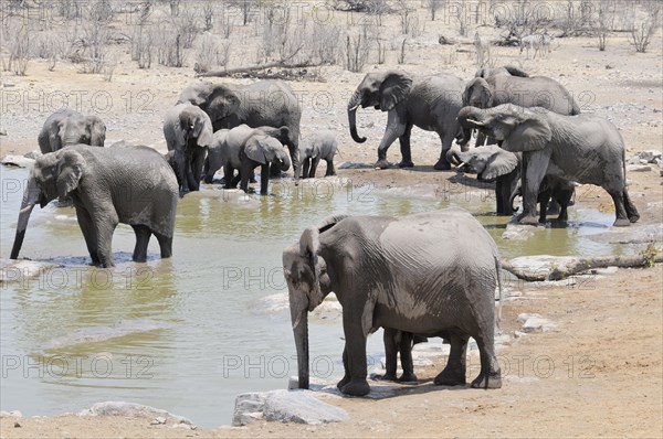 African Bush Elephants (Loxodonta africana) drinking at the Moringa waterhole