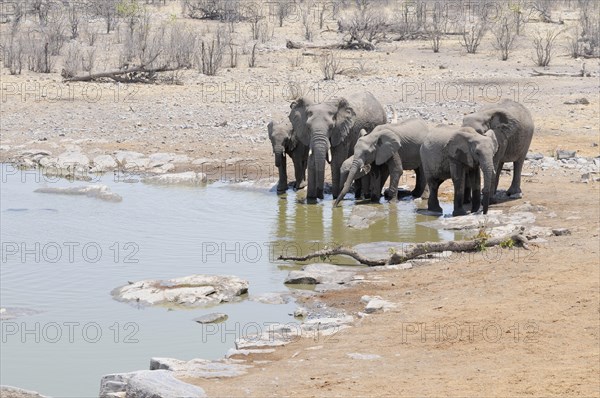 African Bush Elephants (Loxodonta africana) drinking at the Moringa waterhole