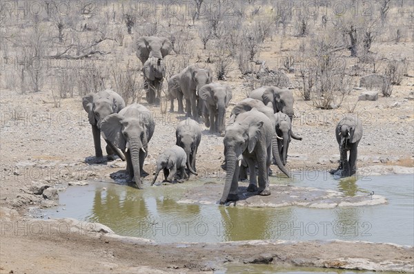 Herd of African Bush Elephants (Loxodonta africana) at Moringa Waterhole