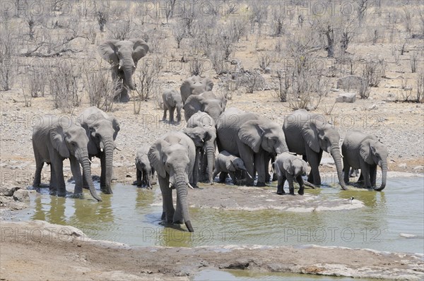 Herd of African Bush Elephants (Loxodonta africana) at Moringa Waterhole